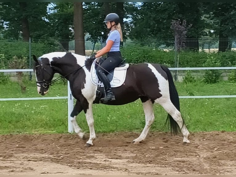 Polski koń sportowy Klacz 8 lat 160 cm  in Forst