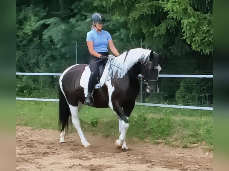 Polski koń sportowy Klacz 8 lat 160 cm  in Forst