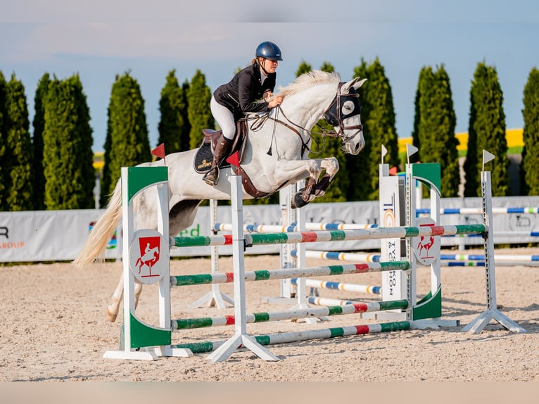 Polski koń sportowy Klacz 8 lat 166 cm Siwa in Żywiec