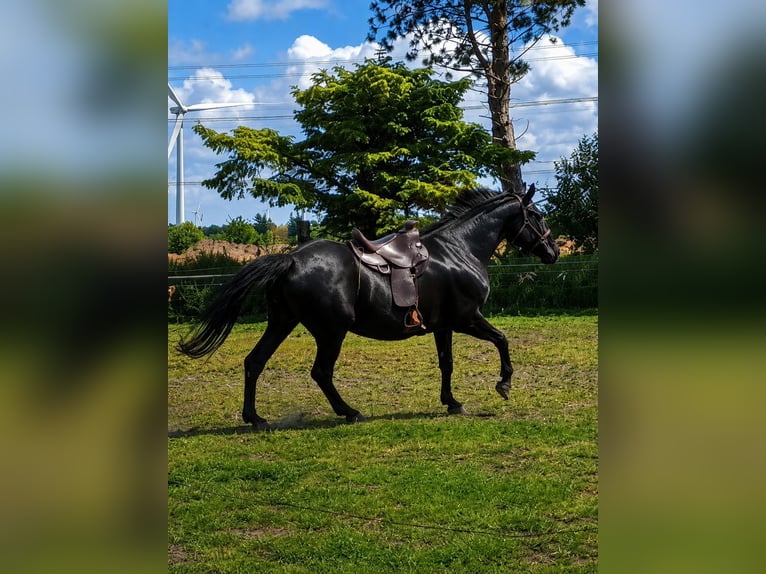 Polski koń sportowy Klacz 8 lat 170 cm Kara in Bredstedt