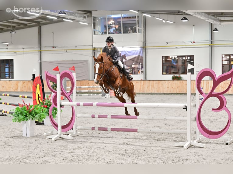 Polski koń sportowy Klacz 9 lat 160 cm Kasztanowata in Elbląg
