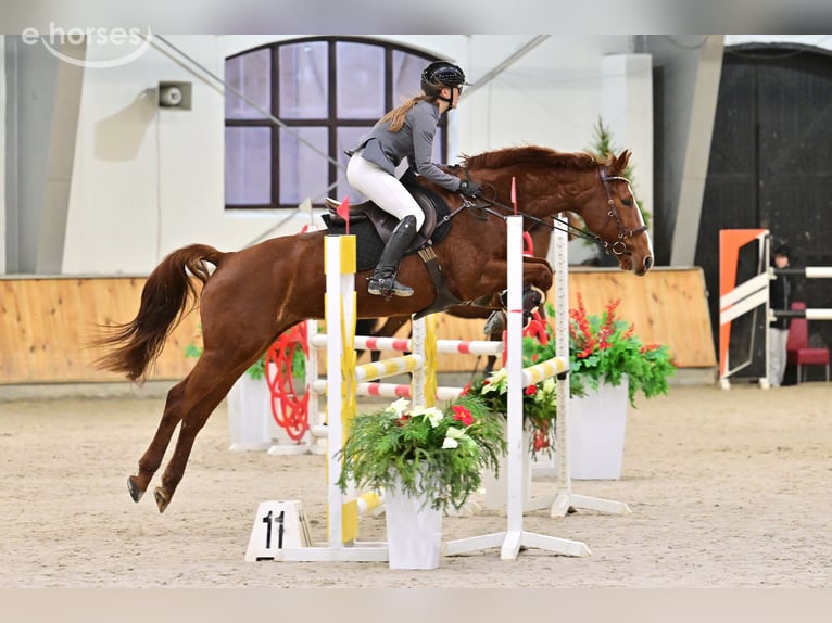 Polski koń sportowy Klacz 9 lat 160 cm Kasztanowata in Elbląg