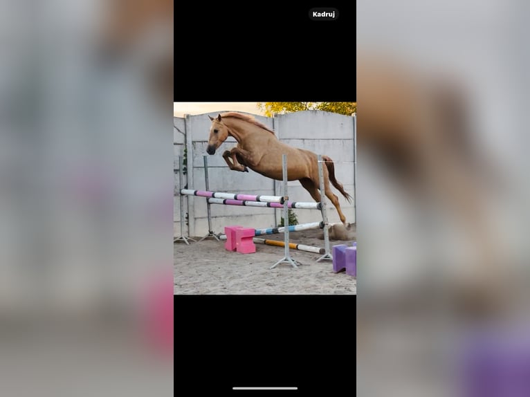 Polski koń sportowy Klacz 9 lat 166 cm Izabelowata in Piecowice