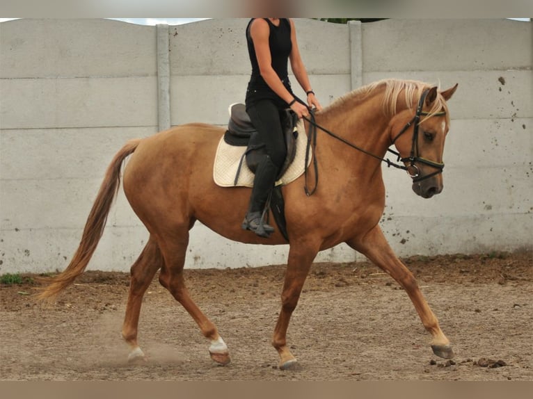 Polski koń sportowy Klacz 9 lat 166 cm Izabelowata in Piecowice