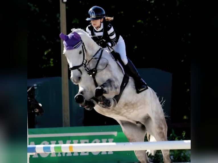 Polski koń sportowy Klacz 9 lat 166 cm Siwa jabłkowita in Częstochowa