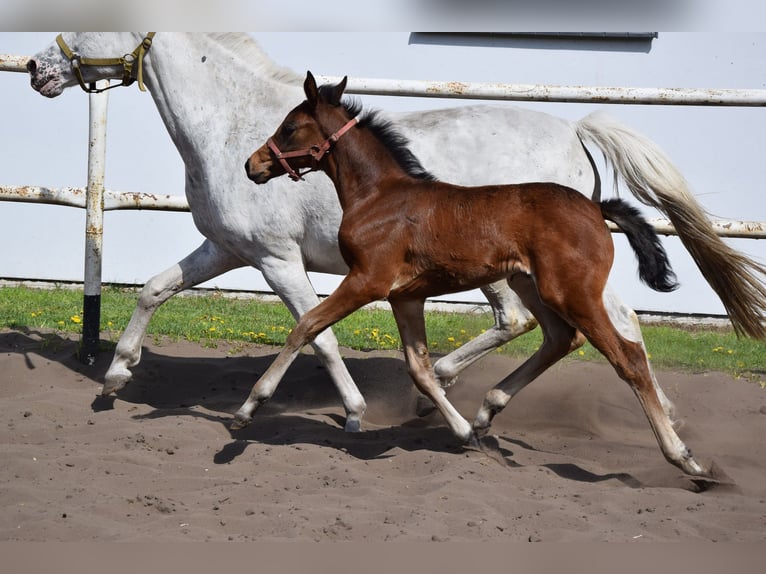 Polski koń sportowy Klacz Źrebak (03/2026) 165 cm Gniada in Chełmno