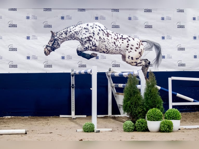 Polski koń sportowy Klacz Źrebak (03/2025) 167 cm Ciemnogniada in Santok