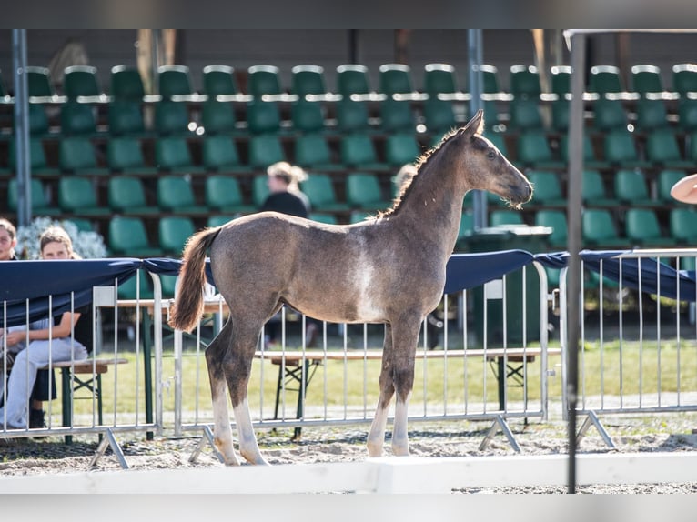 Polski koń sportowy Ogier 1 Rok 142 cm Siwa in Helenów