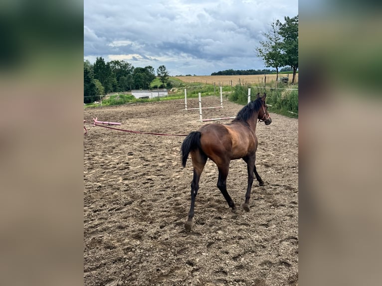 Polski koń sportowy Ogier 1 Rok 150 cm Gniada in Kiełp