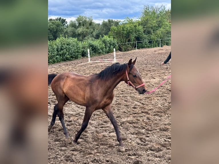 Polski koń sportowy Ogier 1 Rok 150 cm Gniada in Kiełp