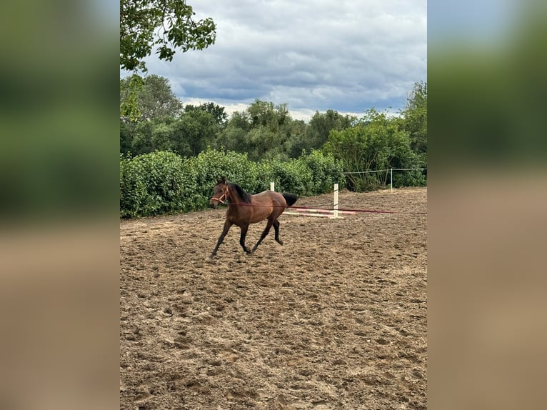 Polski koń sportowy Ogier 1 Rok 150 cm Gniada in Kiełp