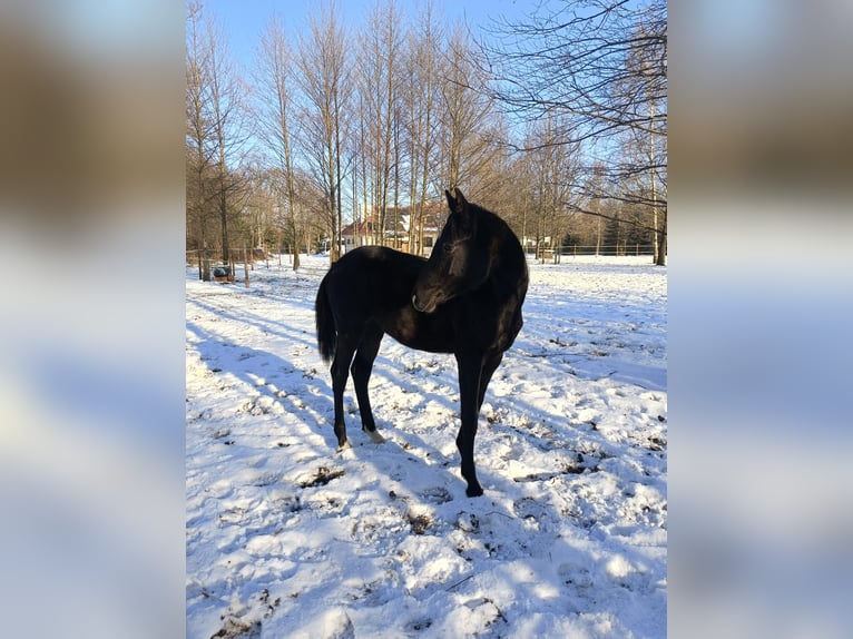 Polski koń sportowy Ogier 1 Rok 155 cm Siwa in Henryszew