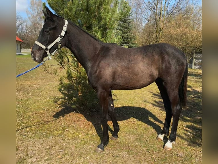 Polski koń sportowy Ogier 1 Rok 155 cm Siwa in Henryszew