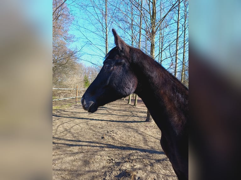 Polski koń sportowy Ogier 1 Rok 155 cm Siwa in Henryszew