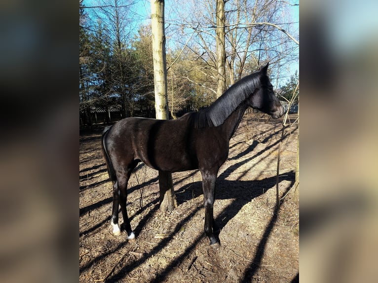 Polski koń sportowy Ogier 1 Rok 155 cm Siwa in Henryszew
