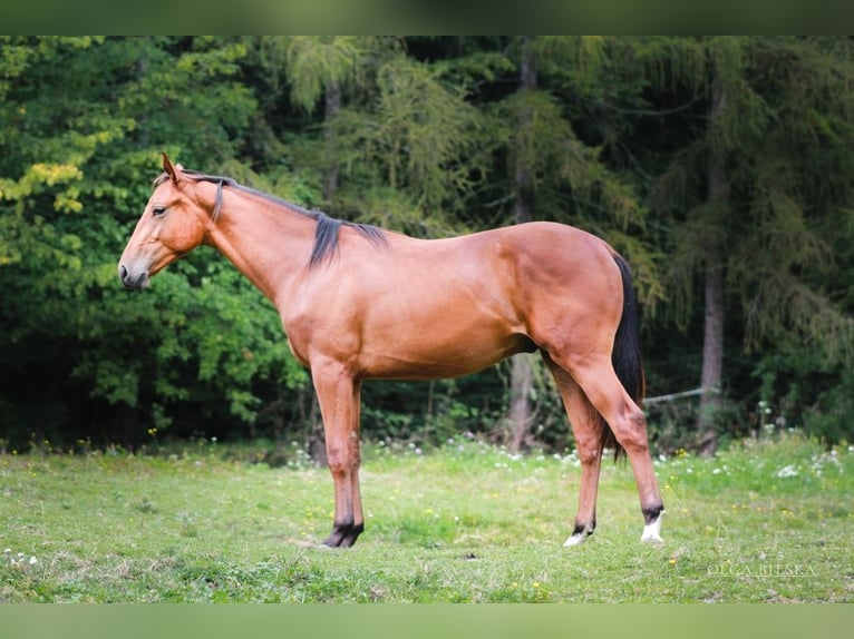 Polski koń sportowy Ogier 1 Rok 160 cm Gniada in Witowice Dolne