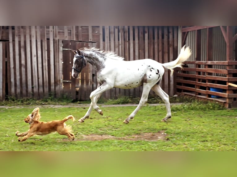 Polski koń sportowy Ogier 1 Rok 165 cm Tarantowata in Bryzgów