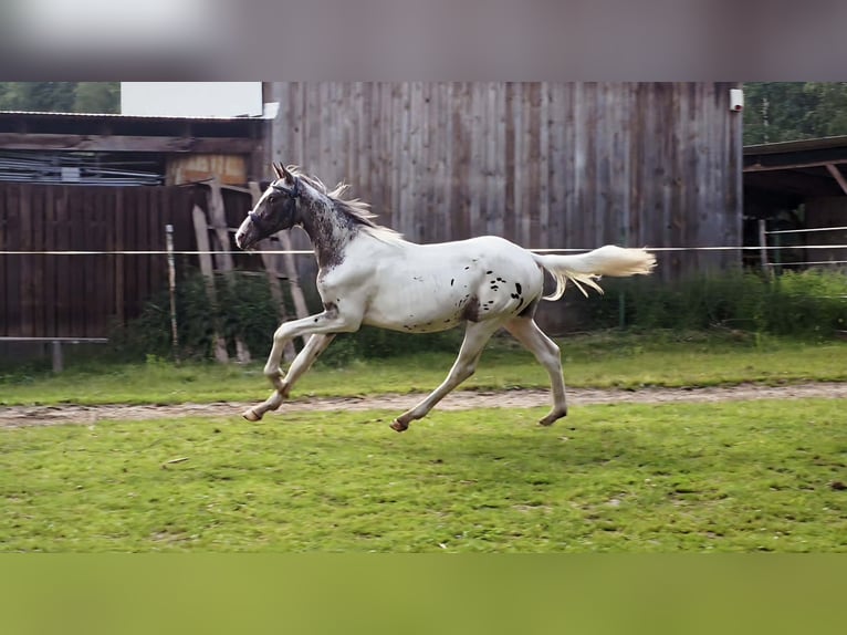 Polski koń sportowy Ogier 1 Rok 165 cm Tarantowata in Bryzgów