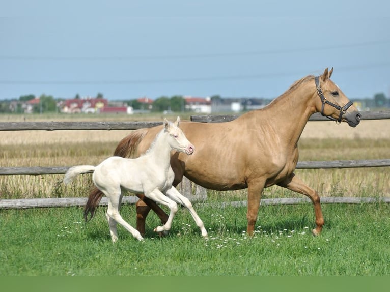 Polski koń sportowy Ogier 1 Rok 167 cm Cremello in Piecowice