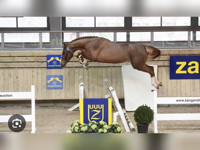 Polski koń sportowy Ogier 1 Rok Gniada in OSTRÓW WIELKOPOLSKI