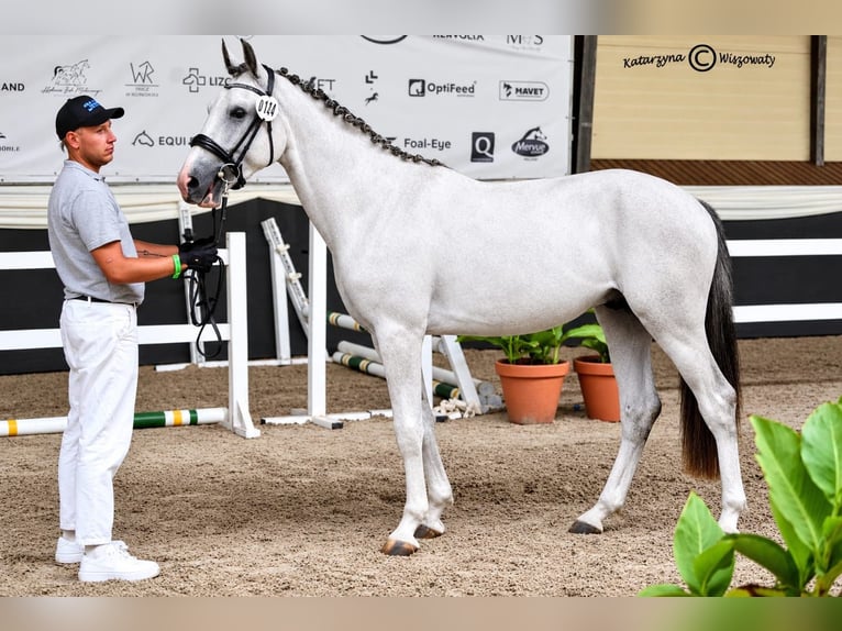 Polski koń sportowy Ogier 2 lat 160 cm Siwa in Kępa