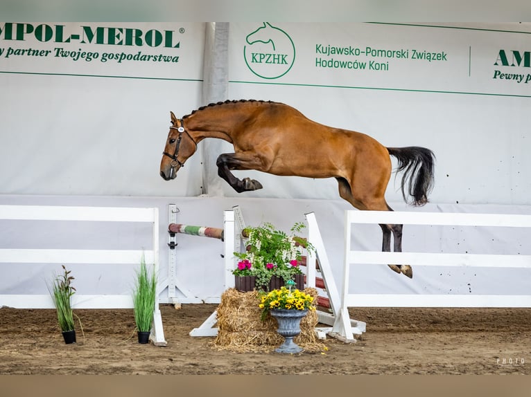 Polski koń sportowy Ogier 2 lat 165 cm Gniada in Zarośle