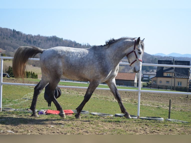Polski koń sportowy Ogier 3 lat 170 cm Siwa in Dąbrowa