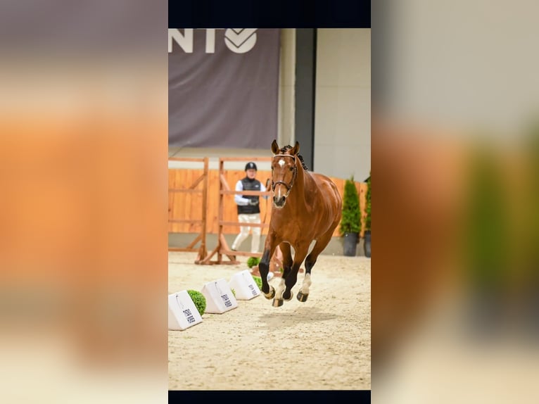 Polski koń sportowy Ogier 3 lat 174 cm Gniada in Pleśna
