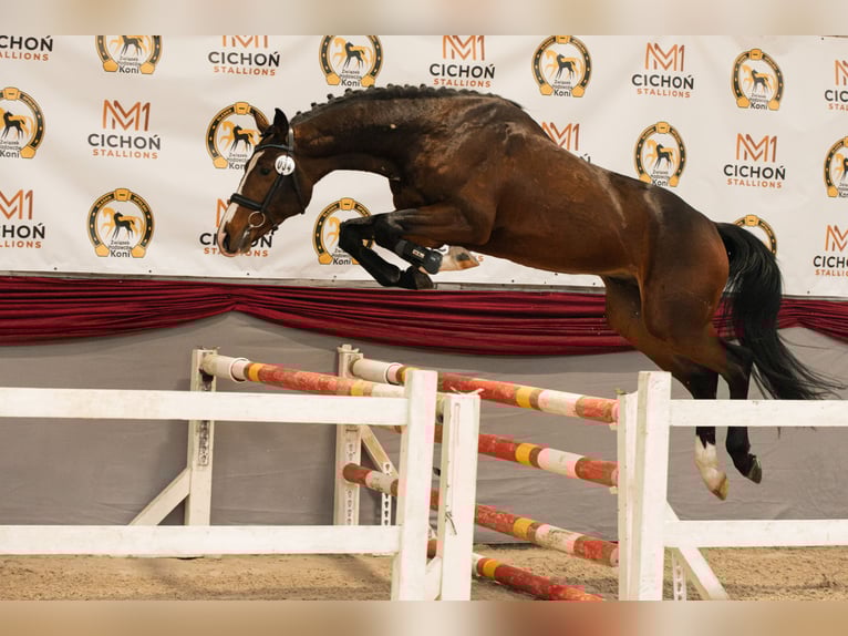 Polski koń sportowy Ogier 4 lat 165 cm Ciemnogniada in Truskolasy