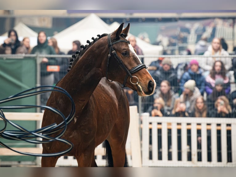 Polski koń sportowy Ogier 4 lat 165 cm Ciemnogniada in Truskolasy