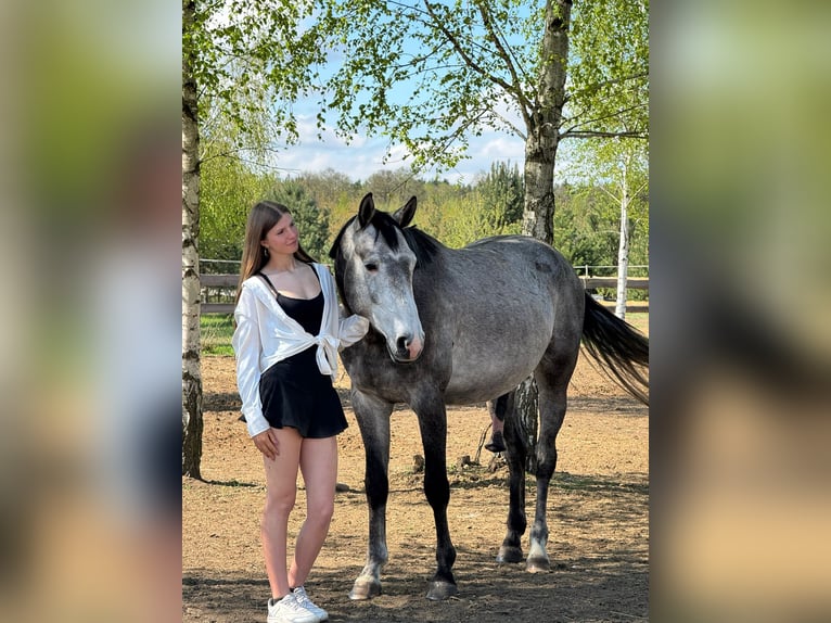 Polski koń sportowy Ogier 5 lat 165 cm Siwa in Pawłów