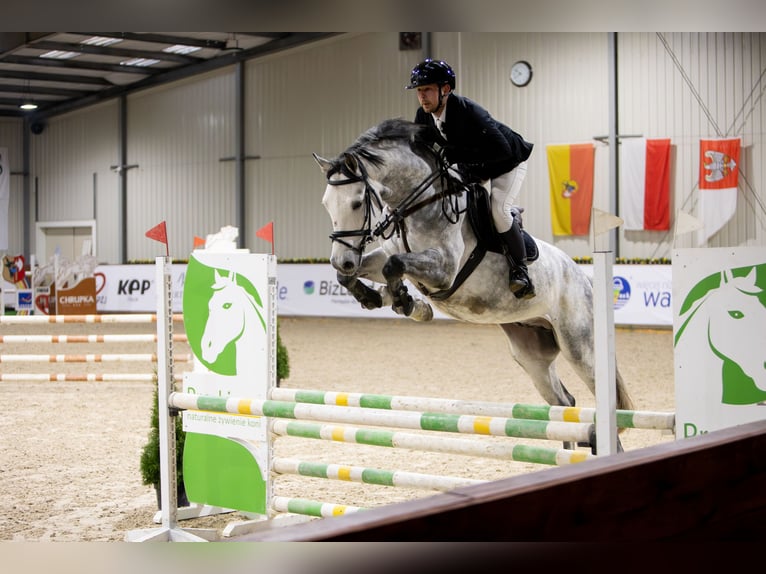 Polski koń sportowy Ogier 5 lat 169 cm Siwa in Żmigród