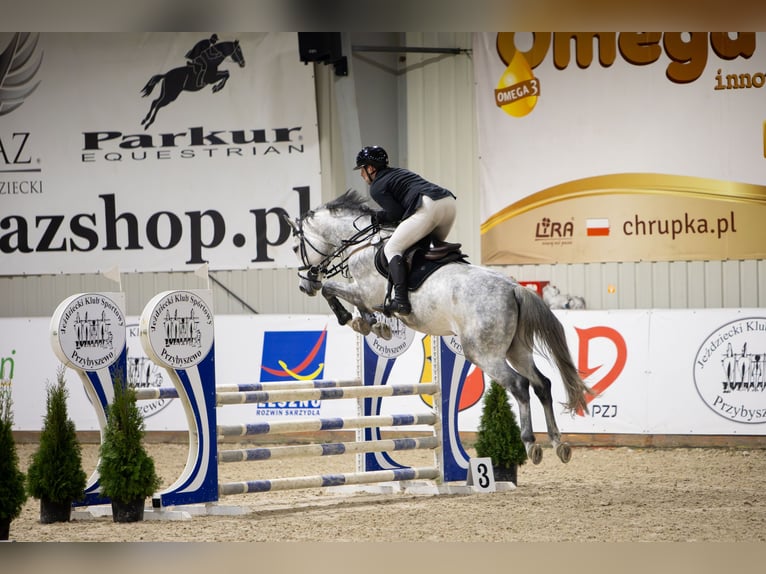 Polski koń sportowy Ogier 5 lat 169 cm Siwa in Żmigród