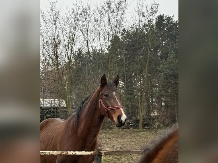 Polski koń sportowy Ogier 6 lat 160 cm Gniada in Włoszczowa