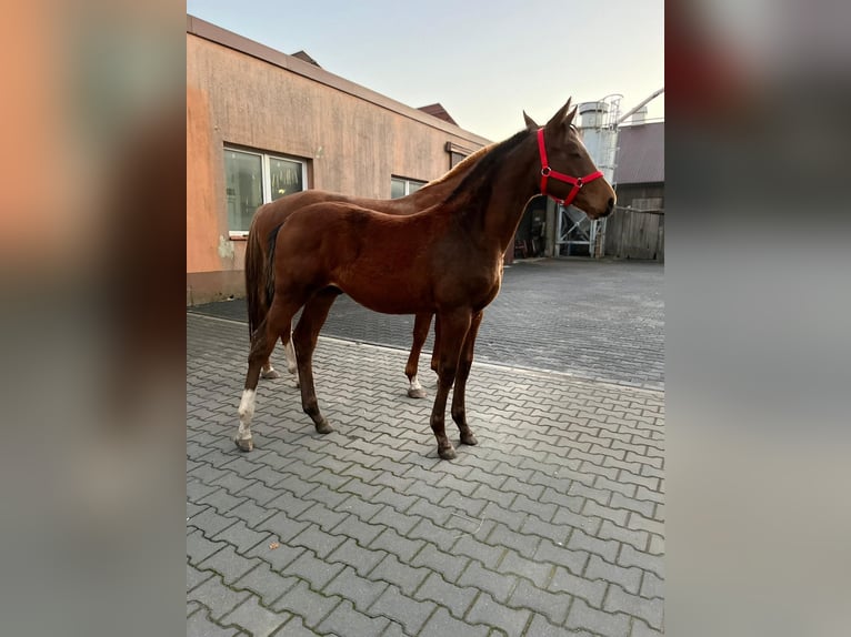 Polski koń sportowy Ogier Źrebak (05/2025) 140 cm Gniada in Chodów