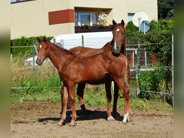 Polski koń sportowy Ogier Źrebak (03/2025) 170 cm Kasztanowata in Lusowo