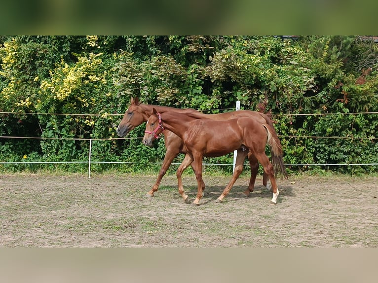 Polski koń sportowy Ogier Źrebak (03/2025) 170 cm Kasztanowata in Lusowo