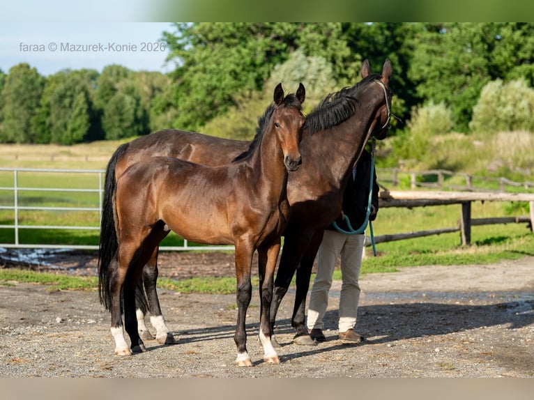 Polski koń sportowy Ogier Źrebak (03/2026) Gniada in Świdnica