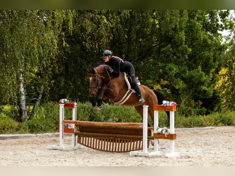 Polski koń sportowy Wałach 10 lat 167 cm Gniada in Koziegłowy
