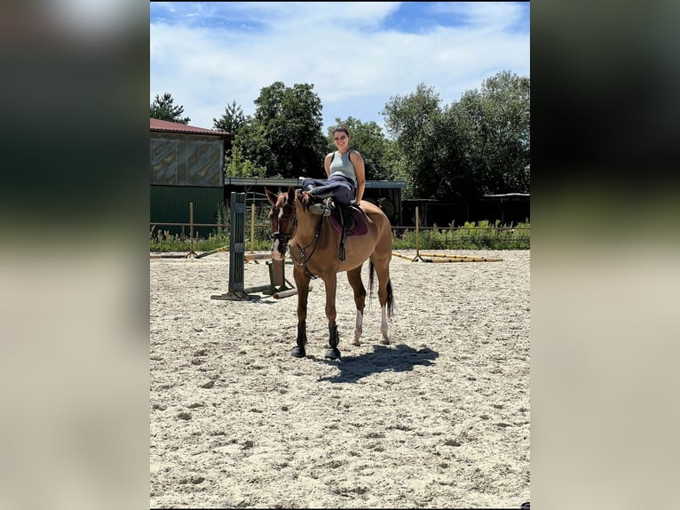 Polski koń sportowy Wałach 10 lat 173 cm Kasztanowata in Poręby