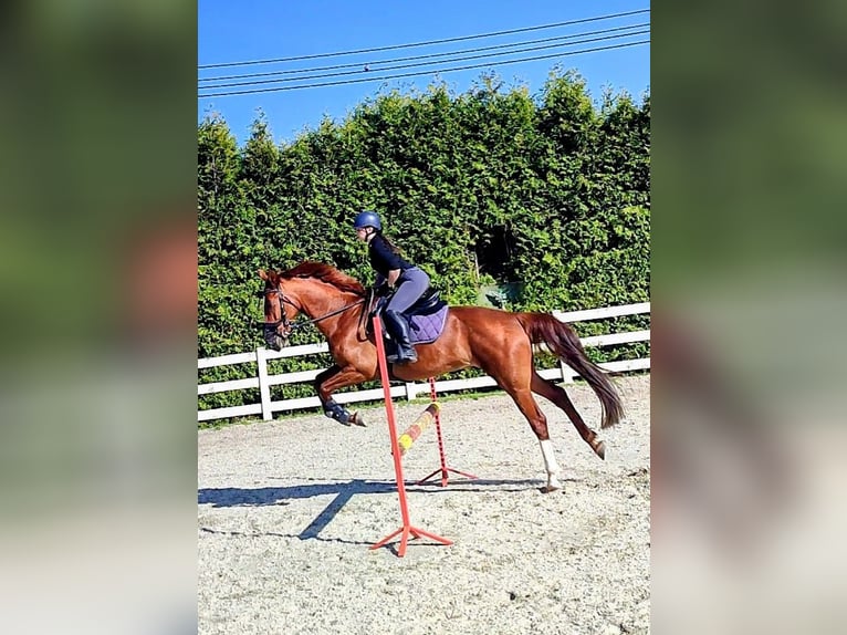 Polski koń sportowy Wałach 11 lat 157 cm Kasztanowata in Wierzawice