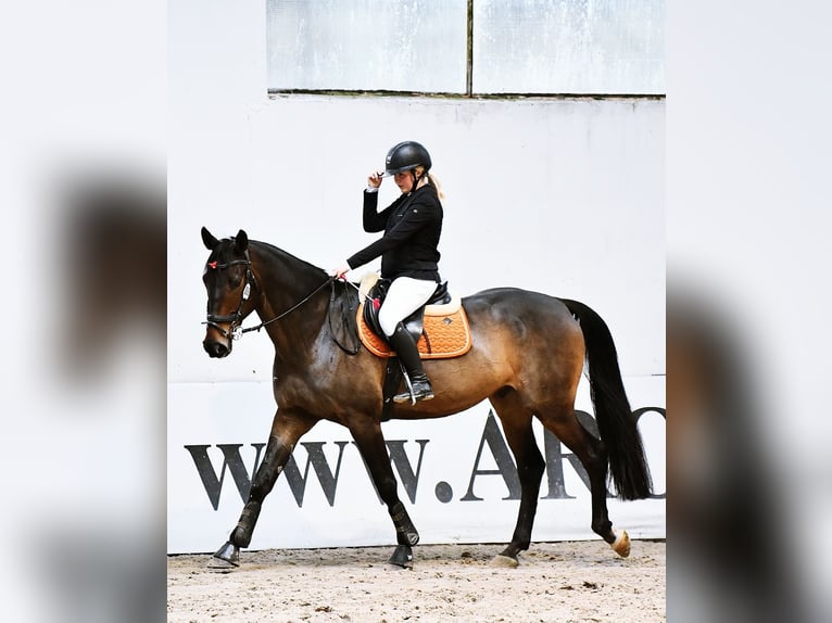 Polski koń sportowy Wałach 11 lat 170 cm Ciemnogniada in Kopcd