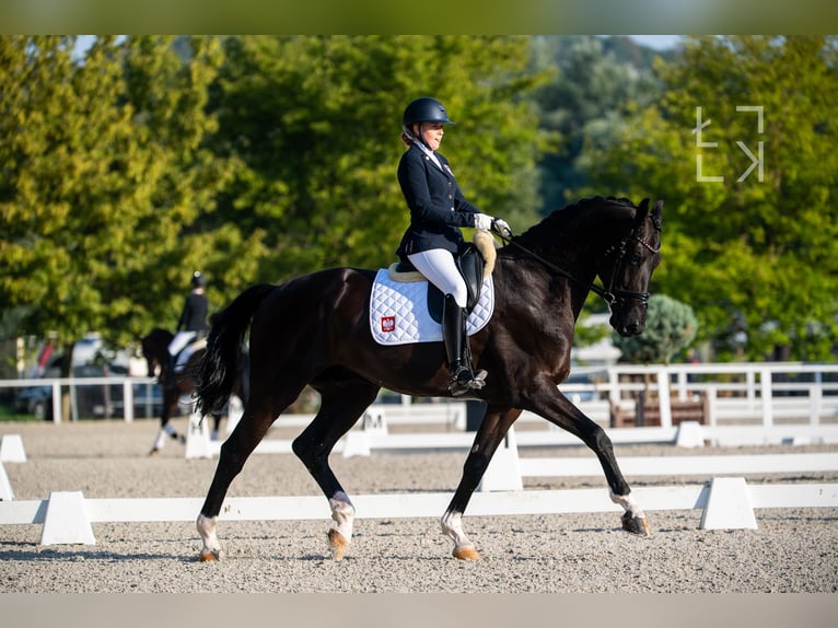 Polski koń sportowy Wałach 11 lat 180 cm Kara in Wałbrzych