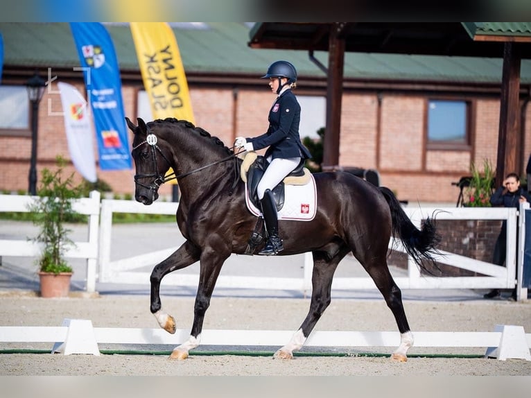 Polski koń sportowy Wałach 11 lat 180 cm Kara in Wałbrzych