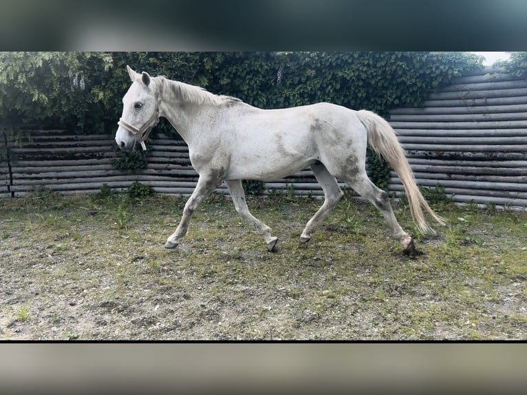 Polski koń sportowy Wałach 12 lat 159 cm Siwa jabłkowita in Bodenmais