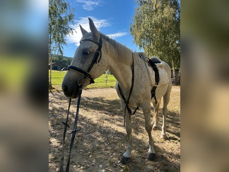 Polski koń sportowy Wałach 12 lat 159 cm Siwa jabłkowita in Bodenmais