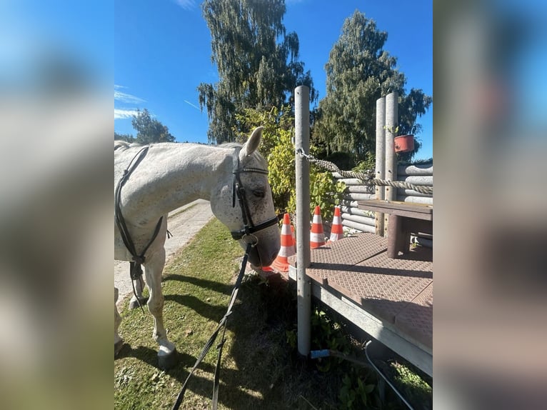 Polski koń sportowy Wałach 12 lat 159 cm Siwa jabłkowita in Bodenmais