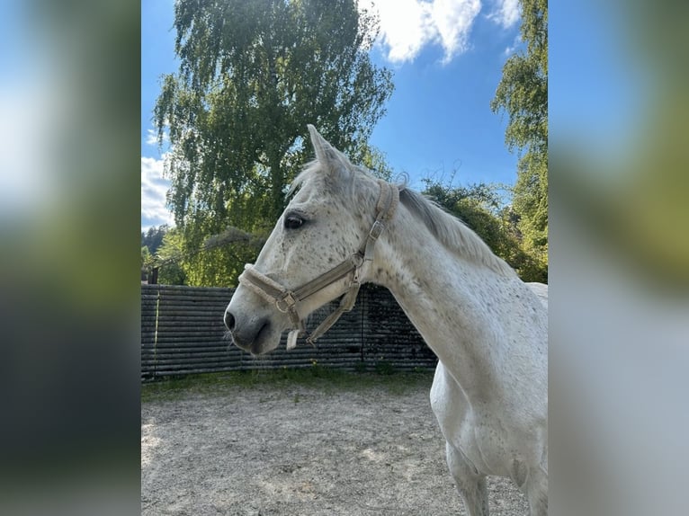 Polski koń sportowy Wałach 12 lat 159 cm Siwa jabłkowita in Bodenmais