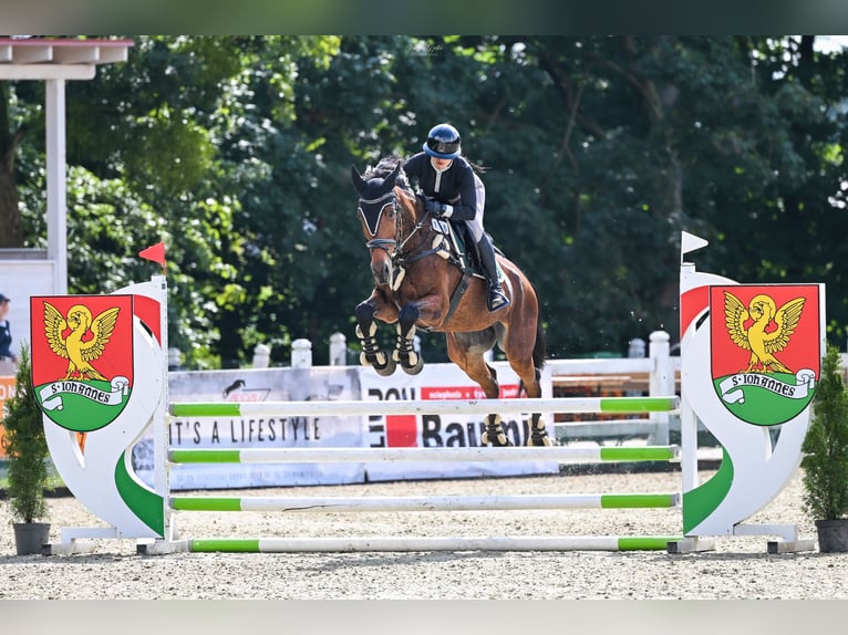 Polski koń sportowy Wałach 12 lat 167 cm Gniada in Che&#x142;m&#x17C;a