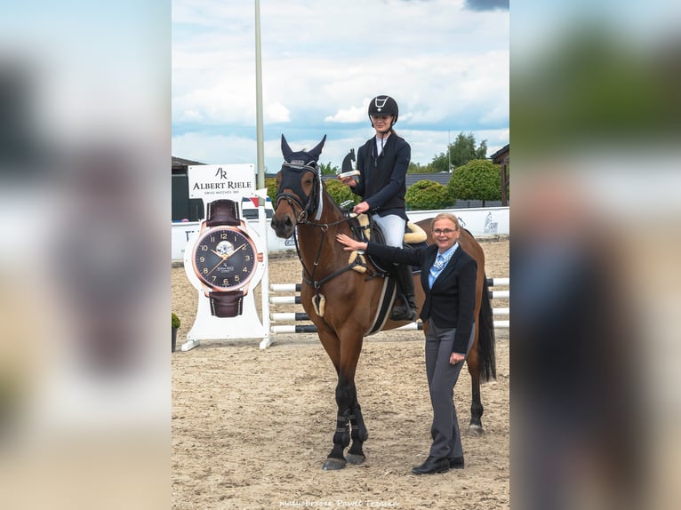 Polski koń sportowy Wałach 12 lat 167 cm Gniada in Che&#x142;m&#x17C;a